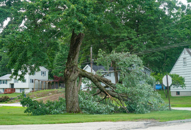 How Our Tree Care Process Works  in  Campbelltown, PA